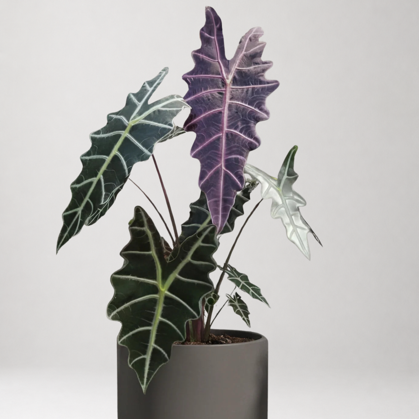 Alocasia Amazonica ‘Purpley’ – Tissue Culture - Members Offer
