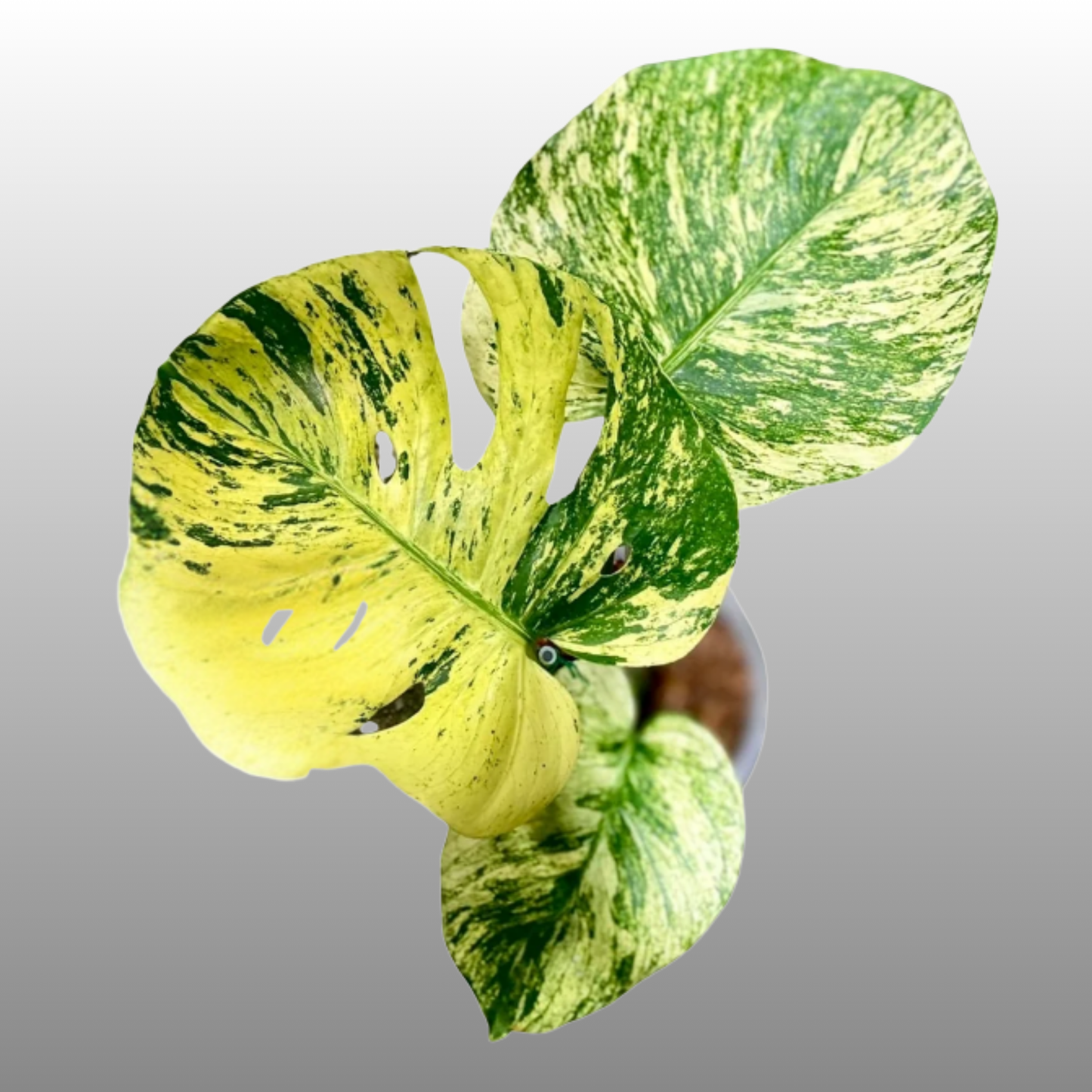 Monstera Deliciosa ‘Siam Mint’ – Tissue Culture – Coming Soon