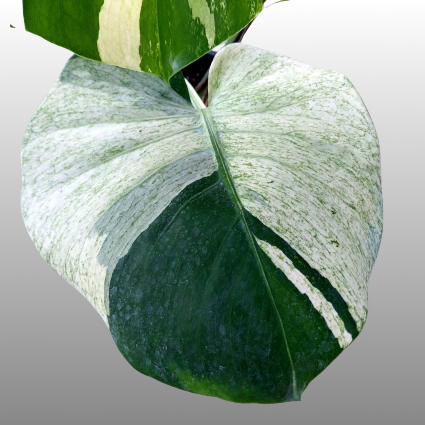 Monstera Deliciosa ‘Sphinx Mint’ – Tissue Culture – Coming Soon
