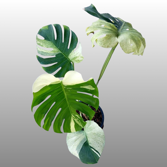 Monstera Deliciosa ‘Sphinx Mint’ – Tissue Culture – Coming Soon