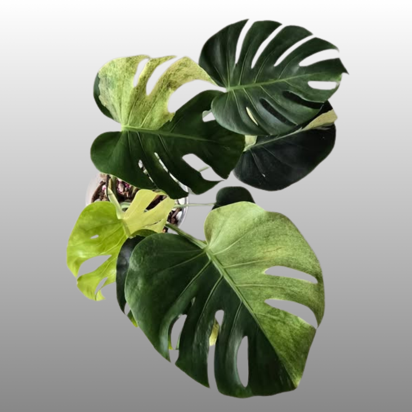 Monstera Deliciosa ‘Sphinx Mint’ – Tissue Culture – Coming Soon