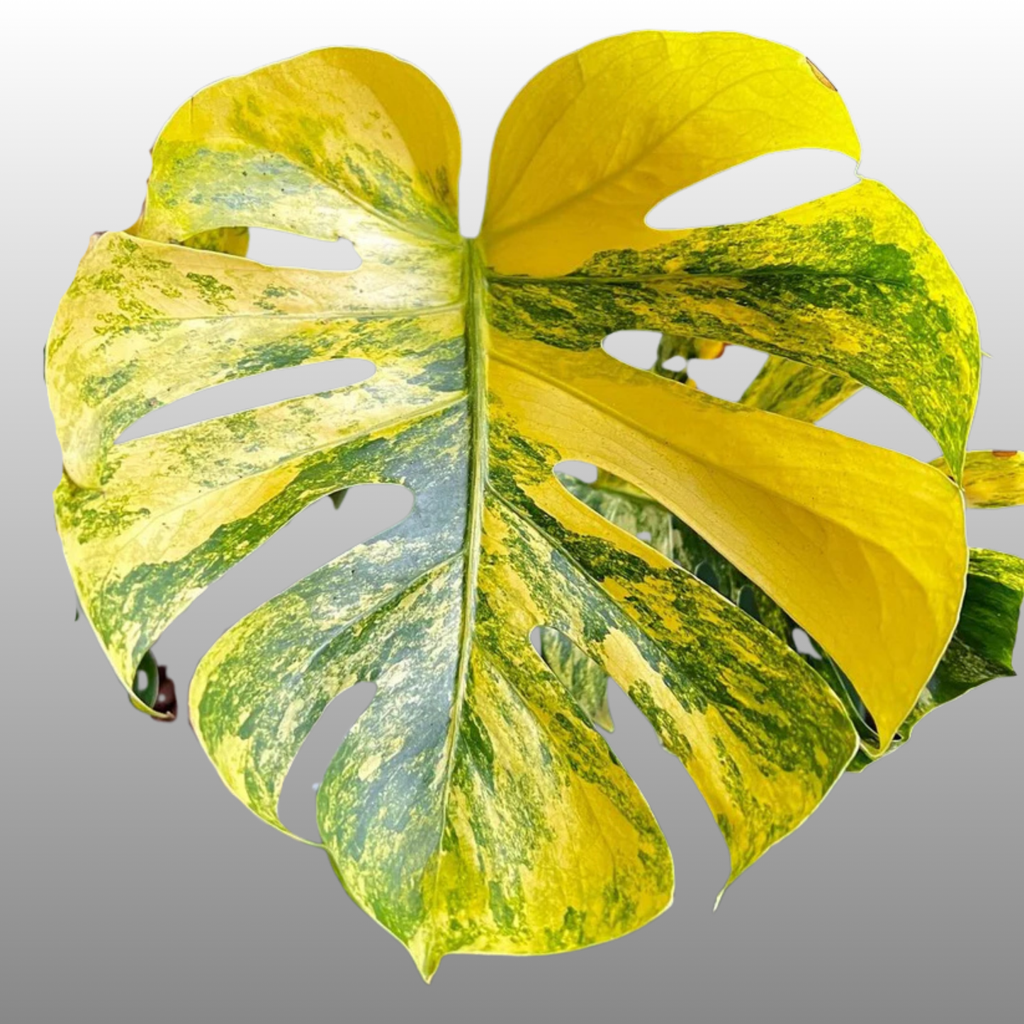 Monstera Deliciosa ‘Yellow Marilyn’ - Tissue Culture - Coming Soon