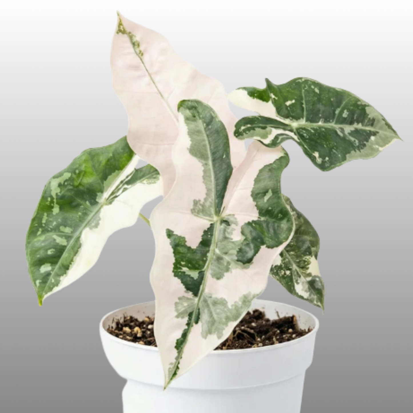 Alocasia Sanderiana ‘Pseudo Pink Variegated’ - Tissue Culture - Coming Soon