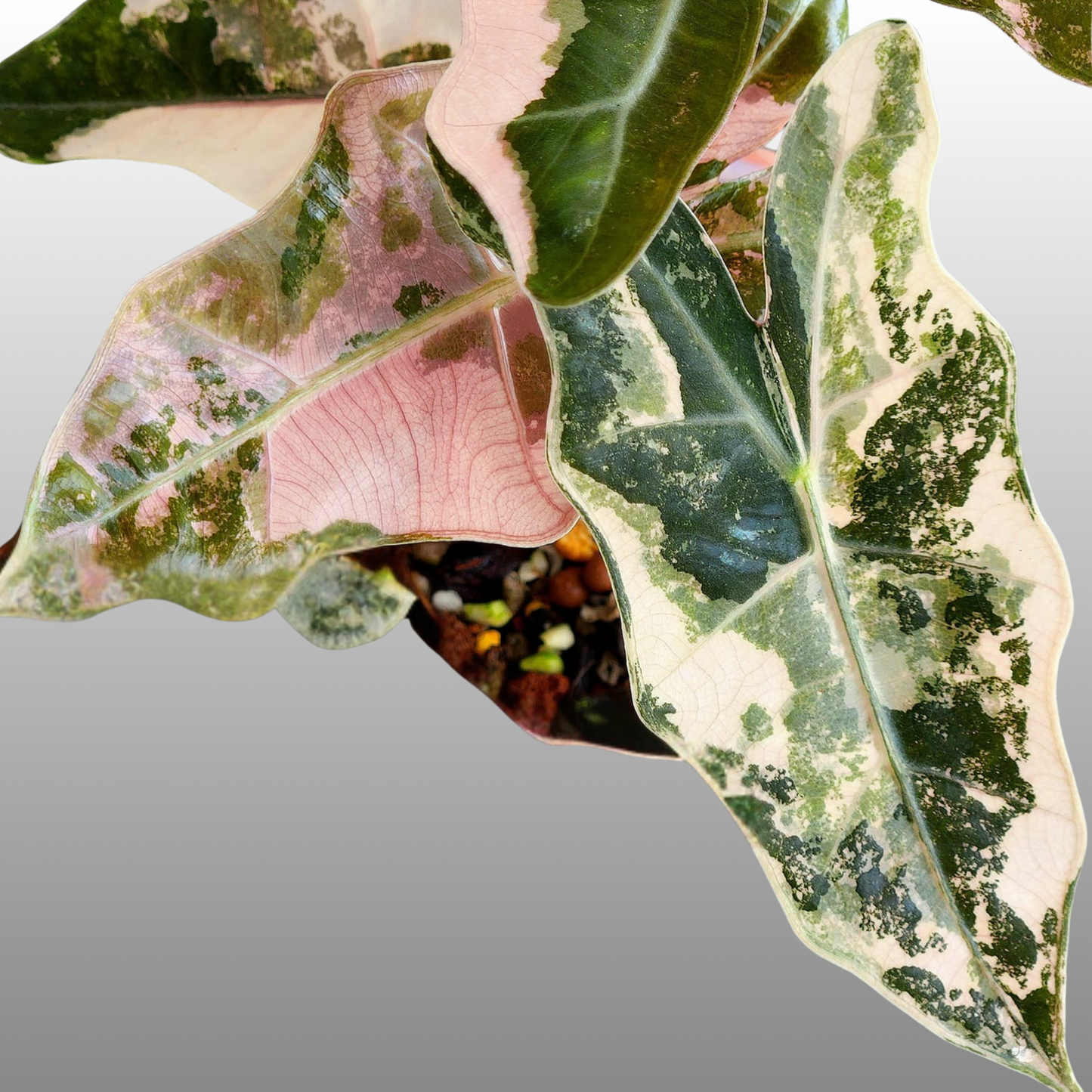 Alocasia Sanderiana ‘Pseudo Pink Variegated’ - Tissue Culture - Coming Soon