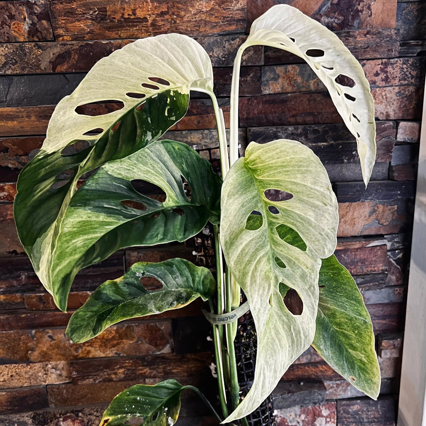 Monstera Adansonii Laniata Mint C