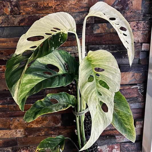 Monstera Adansonii Laniata Mint C