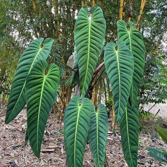 Philodendron Esmeraldense U