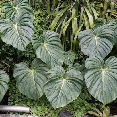 Philodendron Pastazanum D
