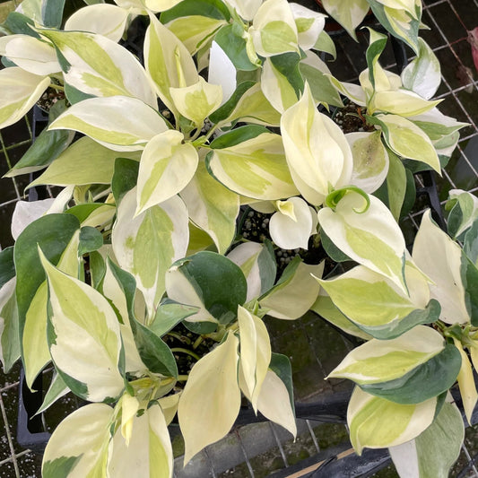 Philodendron Gabby D