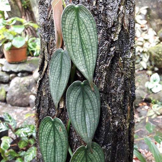 Philodendron Burle Marx Fantasy D