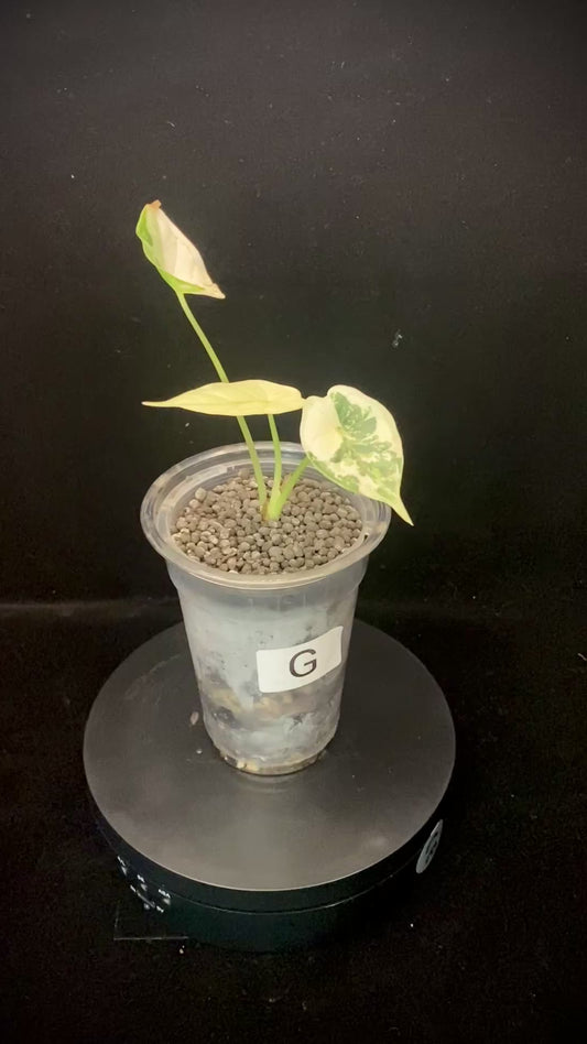 Alocasia Dragon Scale Albo G –  Variegation Protection Available