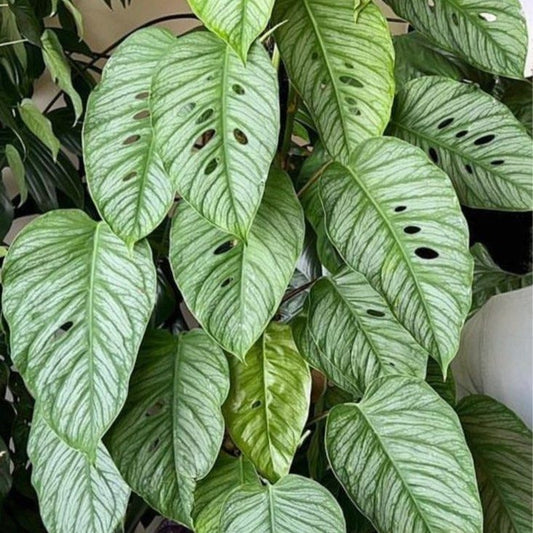 Monstera Siltepecana A