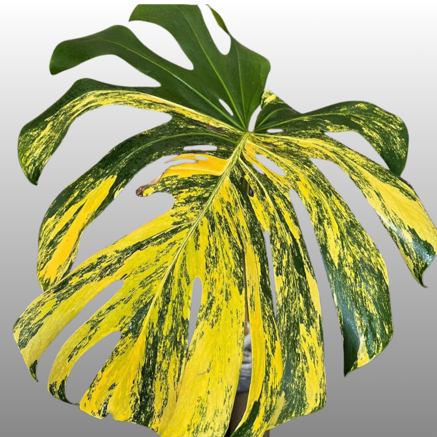 Monstera Deliciosa ‘Yellow Marilyn’ - Tissue Culture - Coming Soon