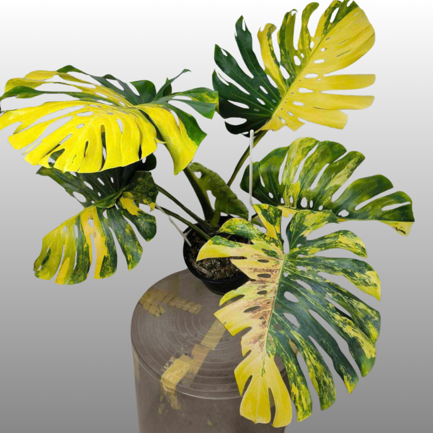 Monstera Deliciosa ‘Yellow Marilyn’ - Tissue Culture - Coming Soon